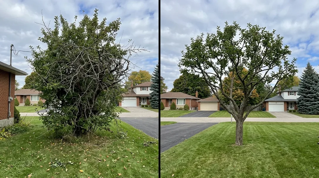 Tree Trimming result in London — Forest City Tree Trimming