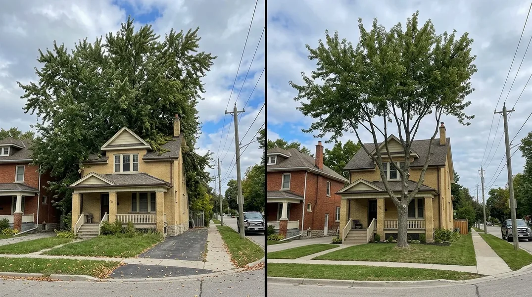 Tree Trimming result in London — Forest City Tree Trimming